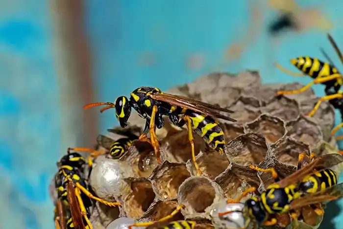 Close-up of several yellow and black wasps on a hexagonal paper nest, with some wasp larvae visible inside the cells against a blurred blue background.