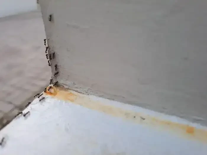 Ants Crawling On Corner Genesee County Michigan