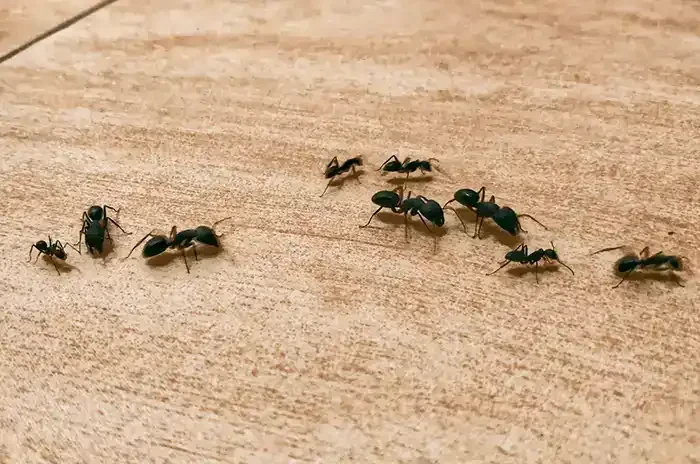 Ants On Wood Floor Genesee County Michigan