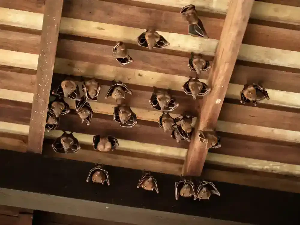 Bats Ceiling Infestation Genesee County Michigan