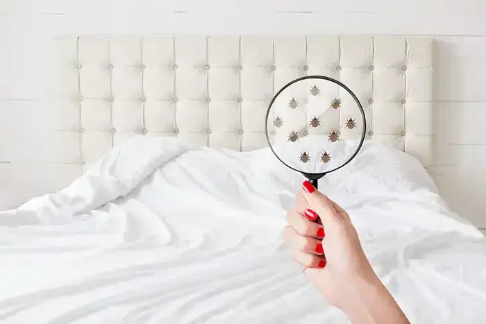 Bed Bug Inspection Bedroom Genesee County Michigan