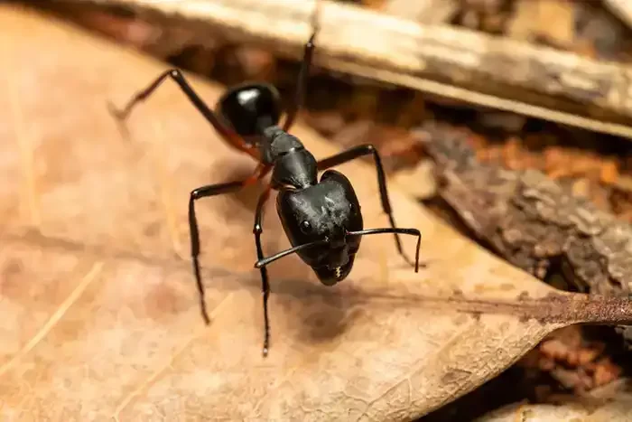 Carpenter Ant Leaf Closeup Genesee County Michigan