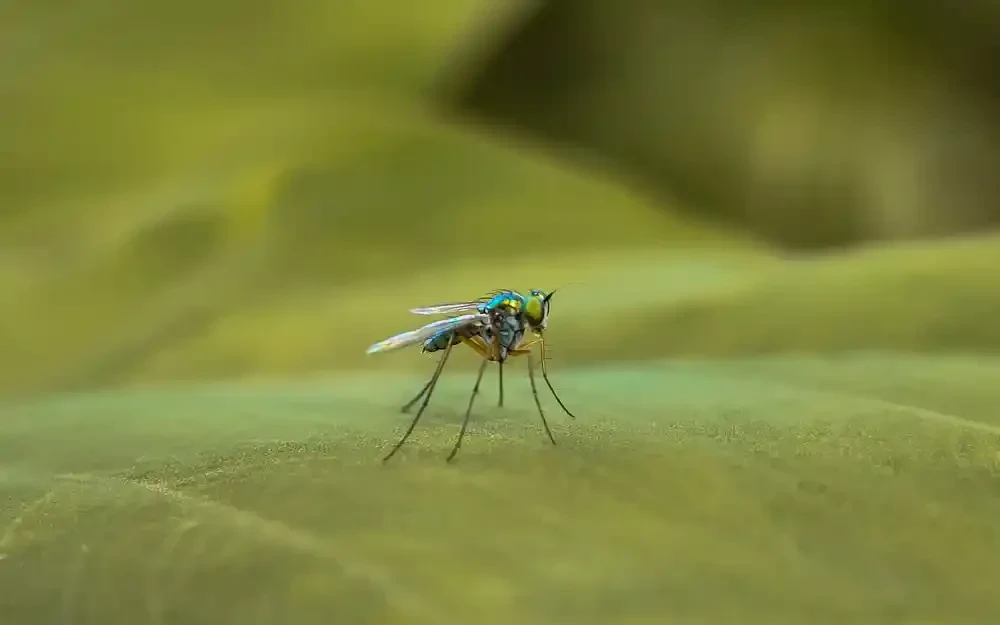 Colorful Mosquito On Leaf Genesee County Michigan