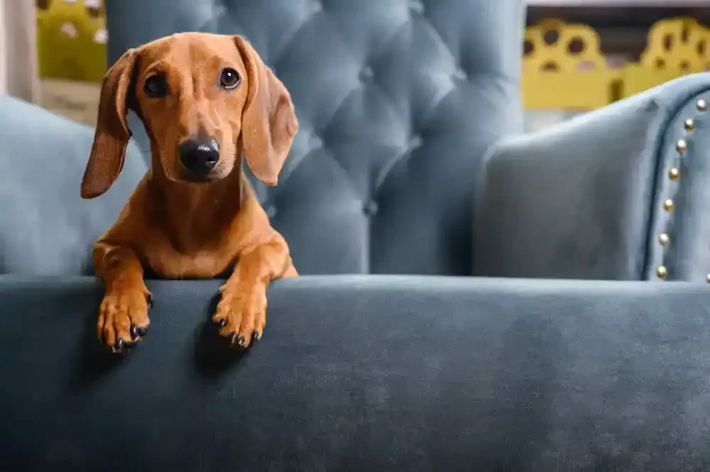 A brown dachshund with floppy ears rests its front paws on the arm of a plush blue armchair, looking directly at the camera. The background is softly blurred.