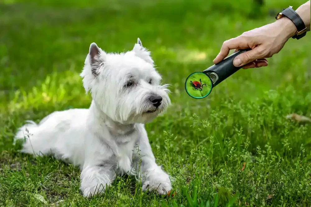 Dog Tick Inspection Grass Genesee County Michigan