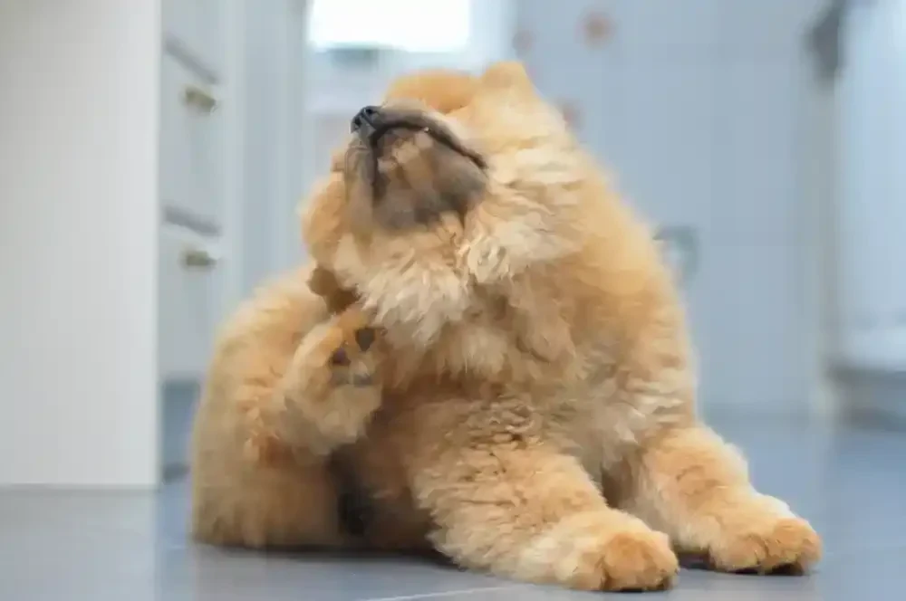 Fluffy Dog Scratching Paw Genesee County Michigan