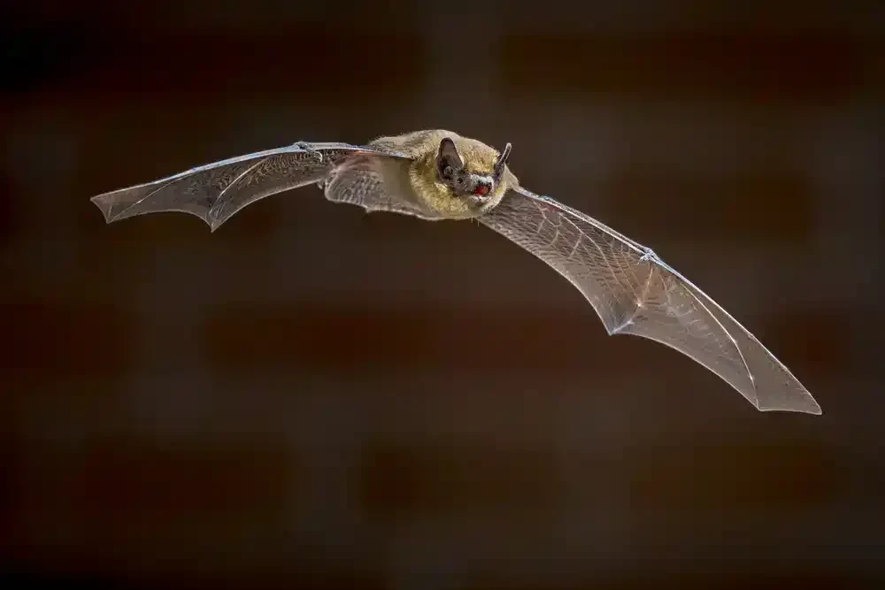 Flying Bat Closeup Genesee County Michigan