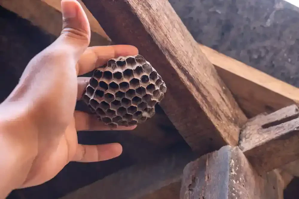 Hand Holding Wasp Nest Genesee County Michigan
