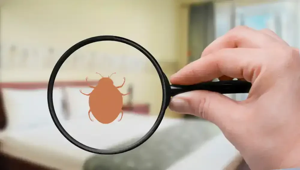 Magnifying Glass Bed Bug Genesee County Michigan