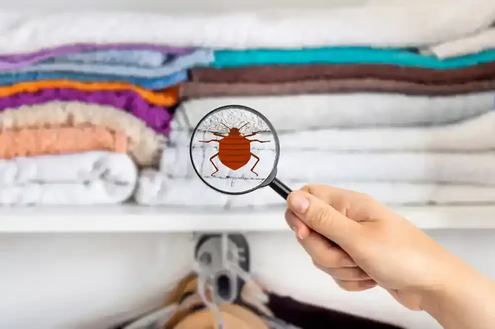 Magnifying Glass Bug Detection Genesee County Michigan