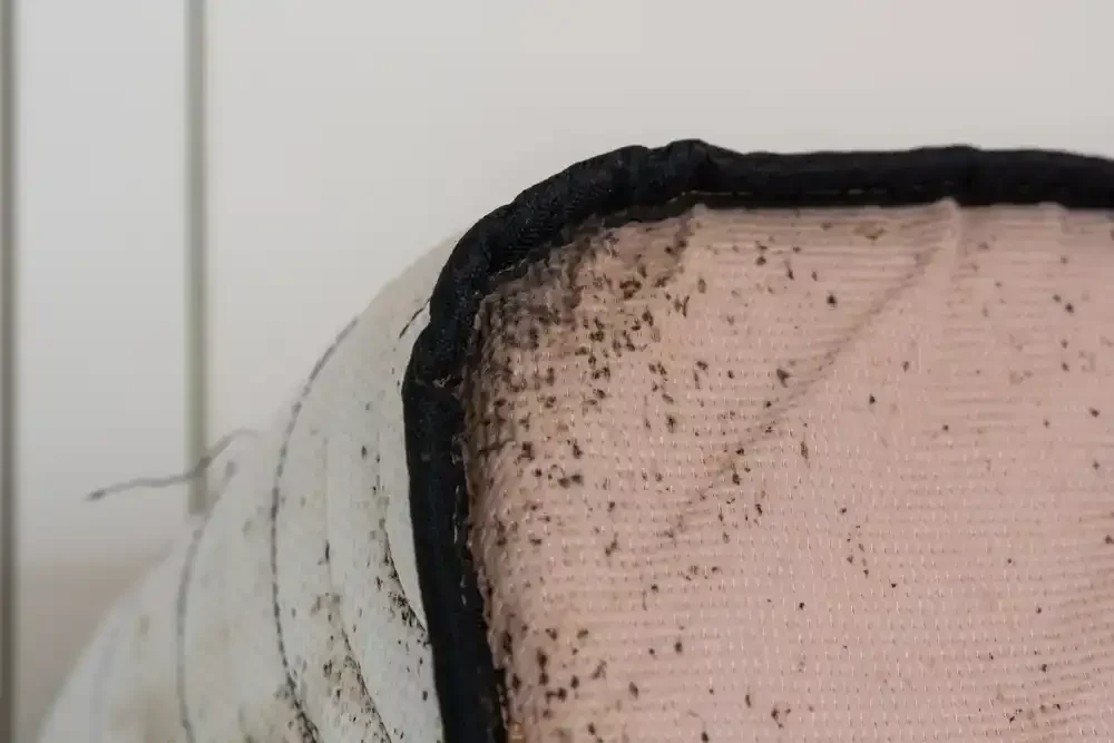 Mattress Bed Bug Signs Genesee County Michigan