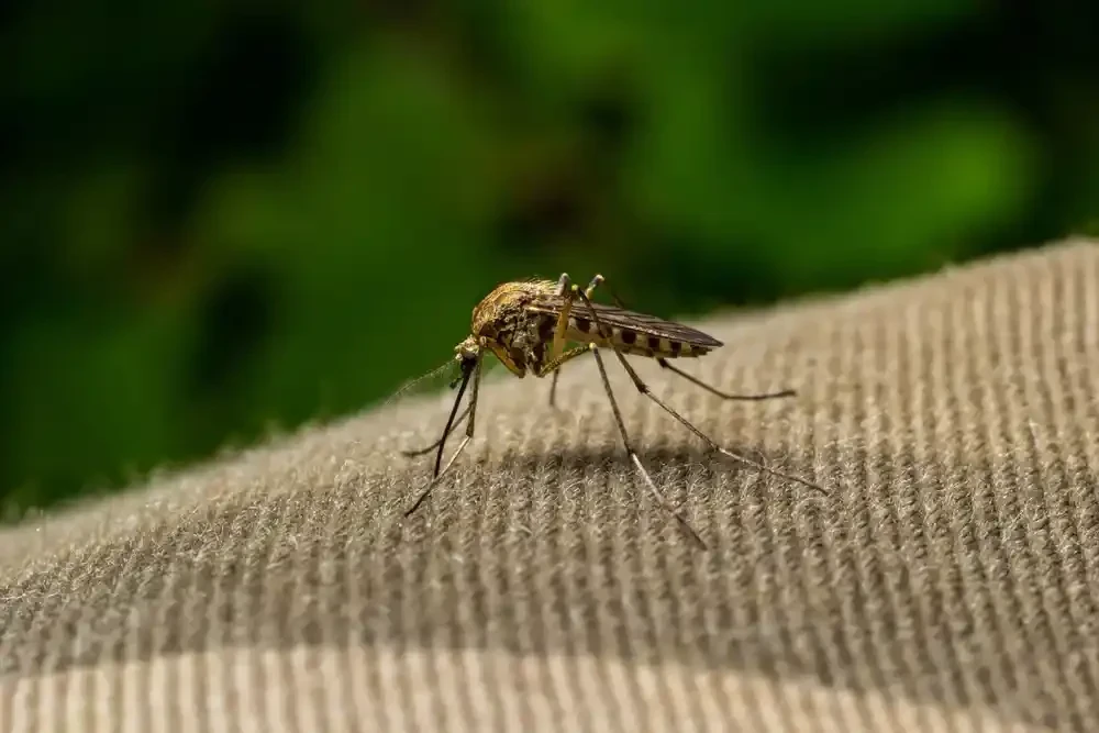 Mosquito Closeup Outdoor Fabric Genesee County Michigan