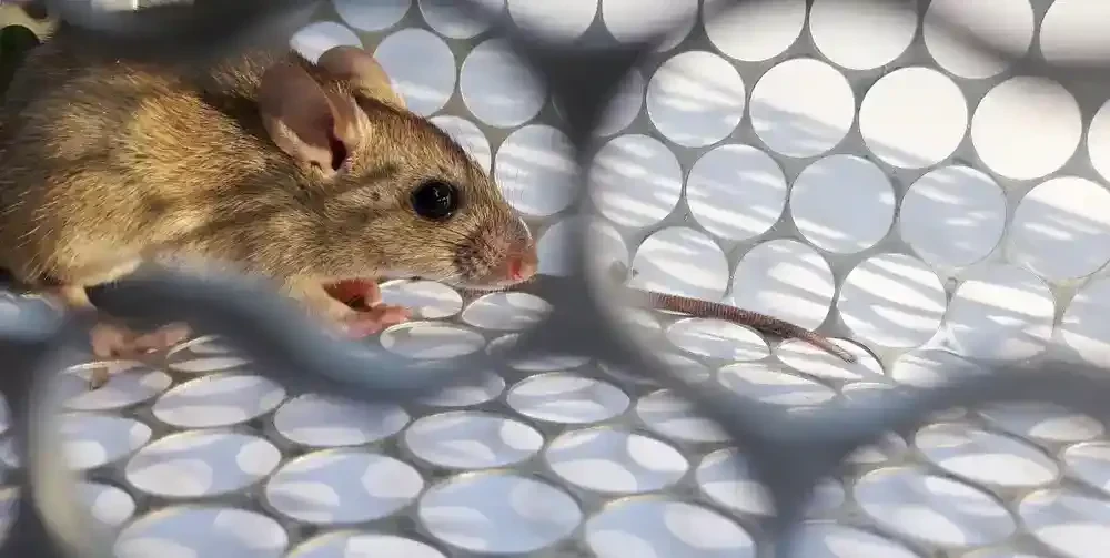 Mouse Inside Wire Cage Genesee County Michigan