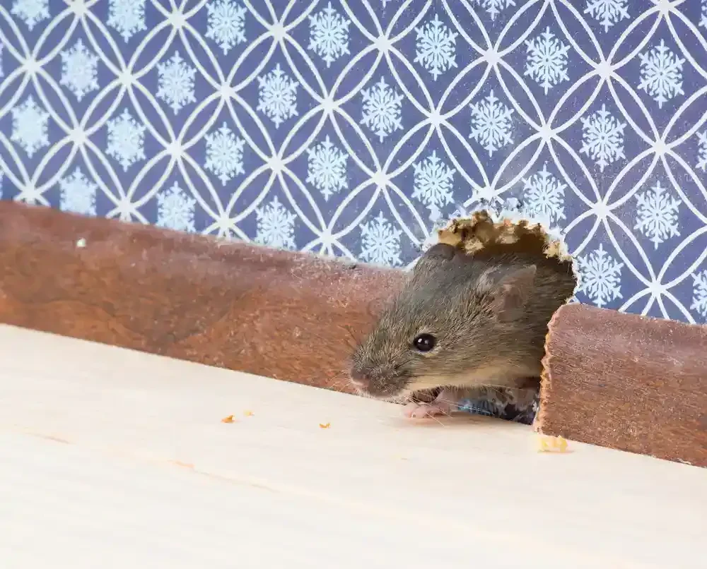 Mouse Peeking Through Wall Genesee County Michigan