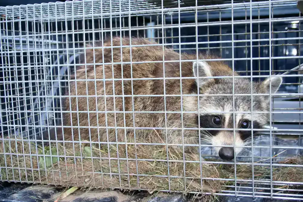 Raccoon Caged Capture Trap Genesee County Michigan