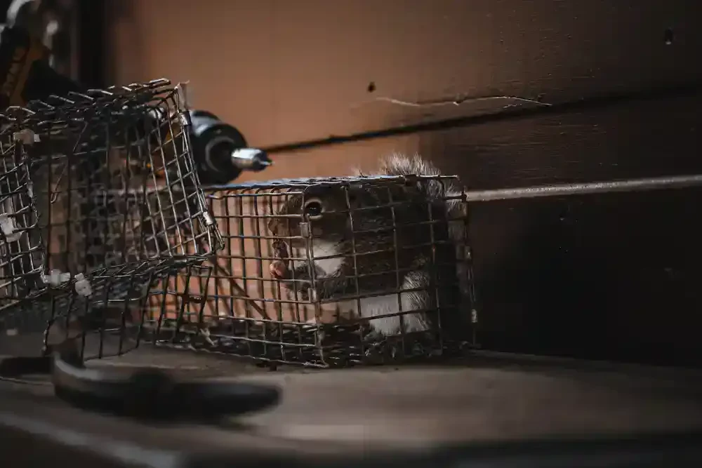 Squirrel Cage Capture Dark Genesee County Michigan