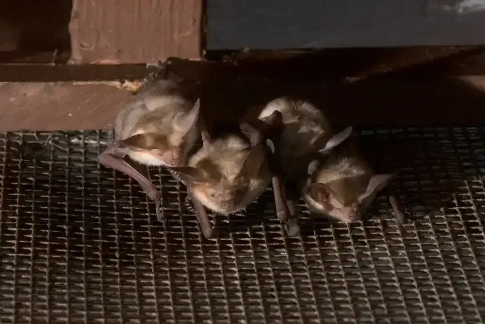 Three Bats On Mesh Genesee County Michigan