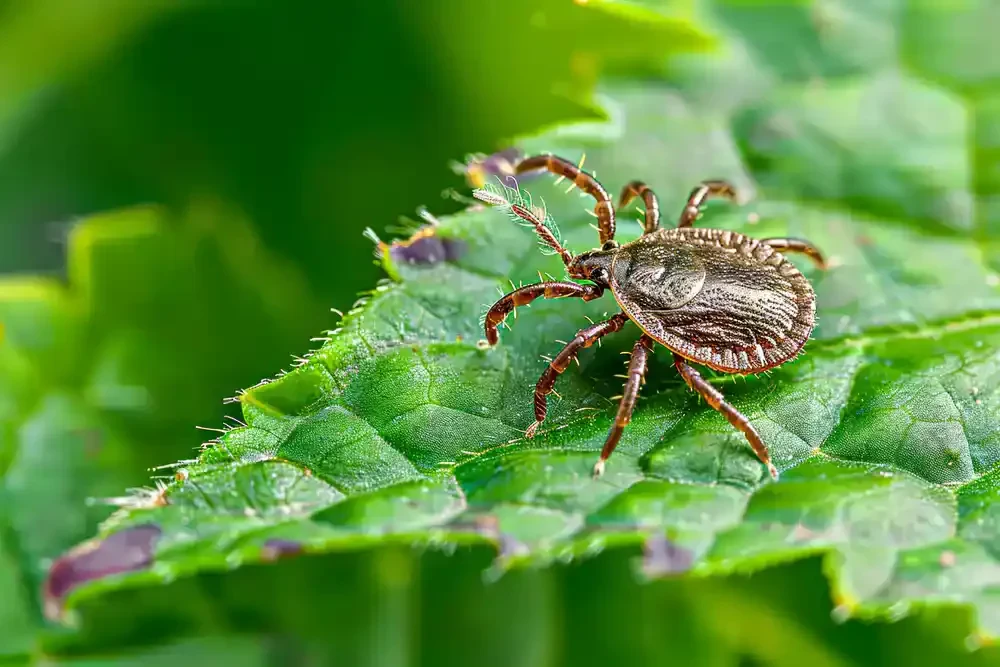 Tick Resting On Leaf Genesee County Michigan