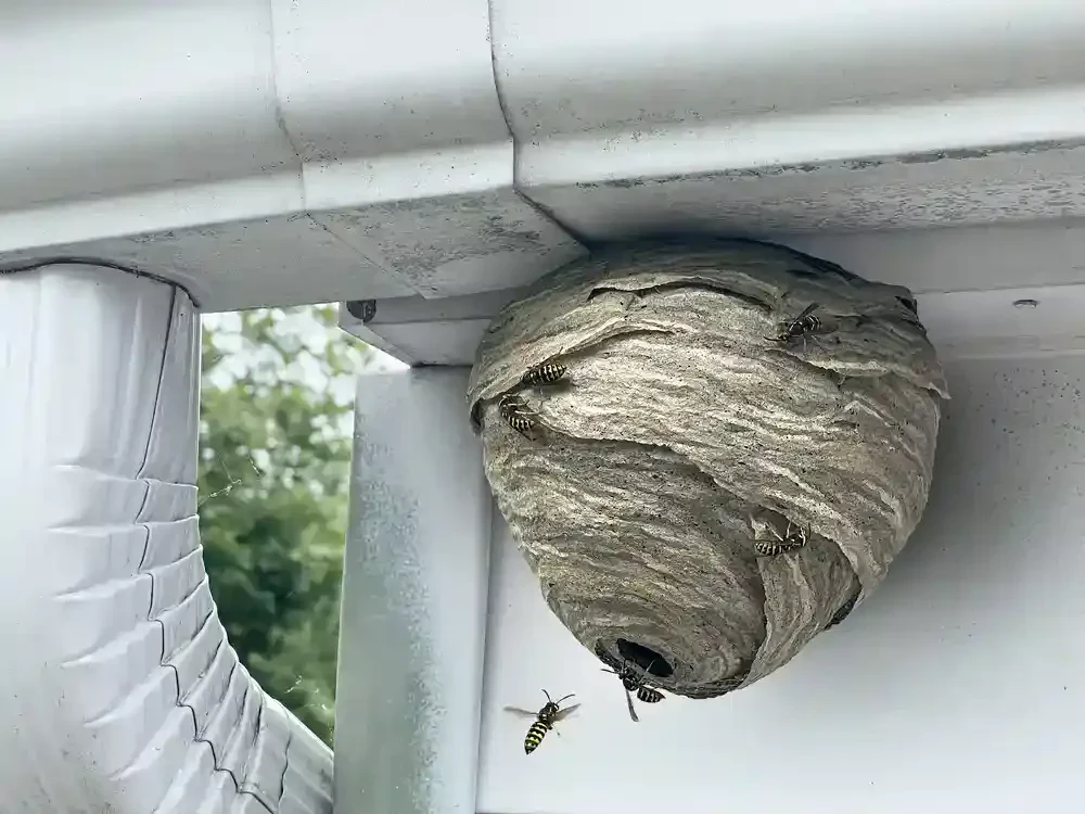 Wasp Nest On Building Genesee County Michigan