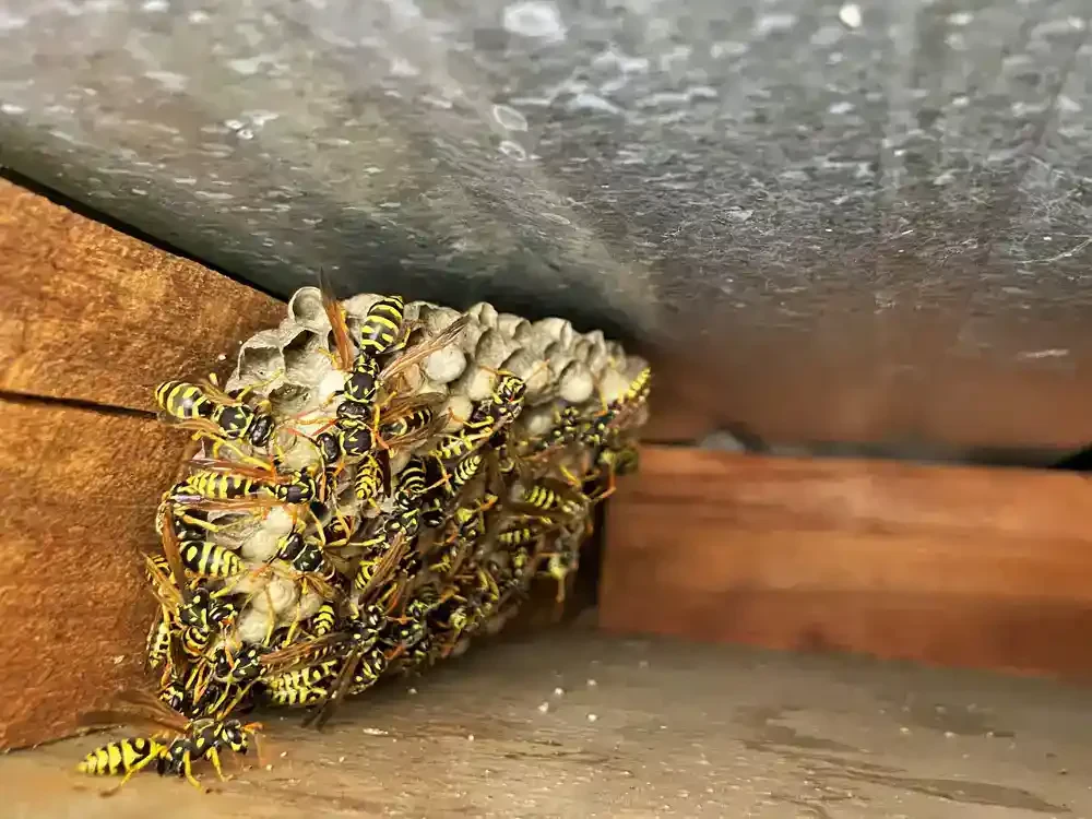 Wasp Nest Under Roof Genesee County Michigan