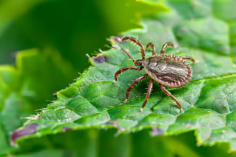 A close-up of a brown tick with patterned markings on its back, crawling on a green, serrated leaf with some dark spots, surrounded by blurred green foliage in the background.