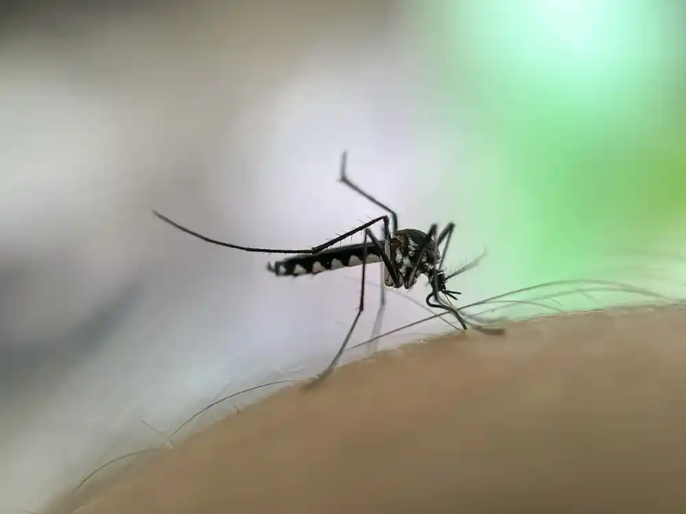 Close-up of a mosquito with long legs and striped body, perched on human skin, preparing to bite. Background is blurred in shades of green and white.