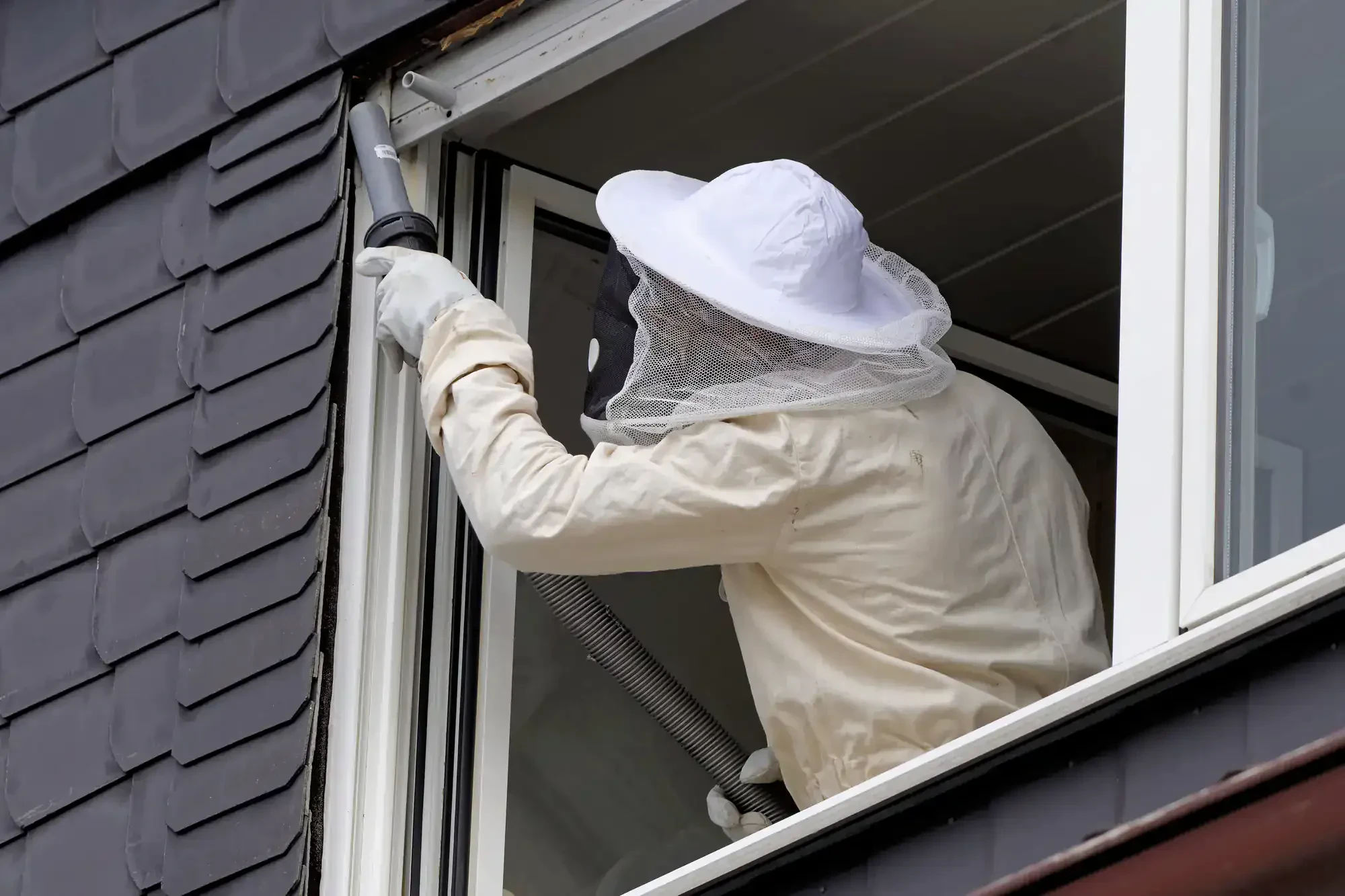 Beekeeper Removing Wasp Nest Genesee County Michigan