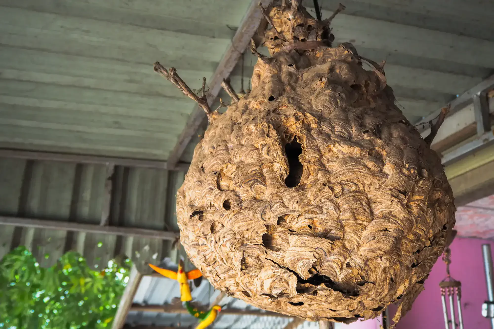 Hornet Nest Ceiling Michigan Genesee County Michigan