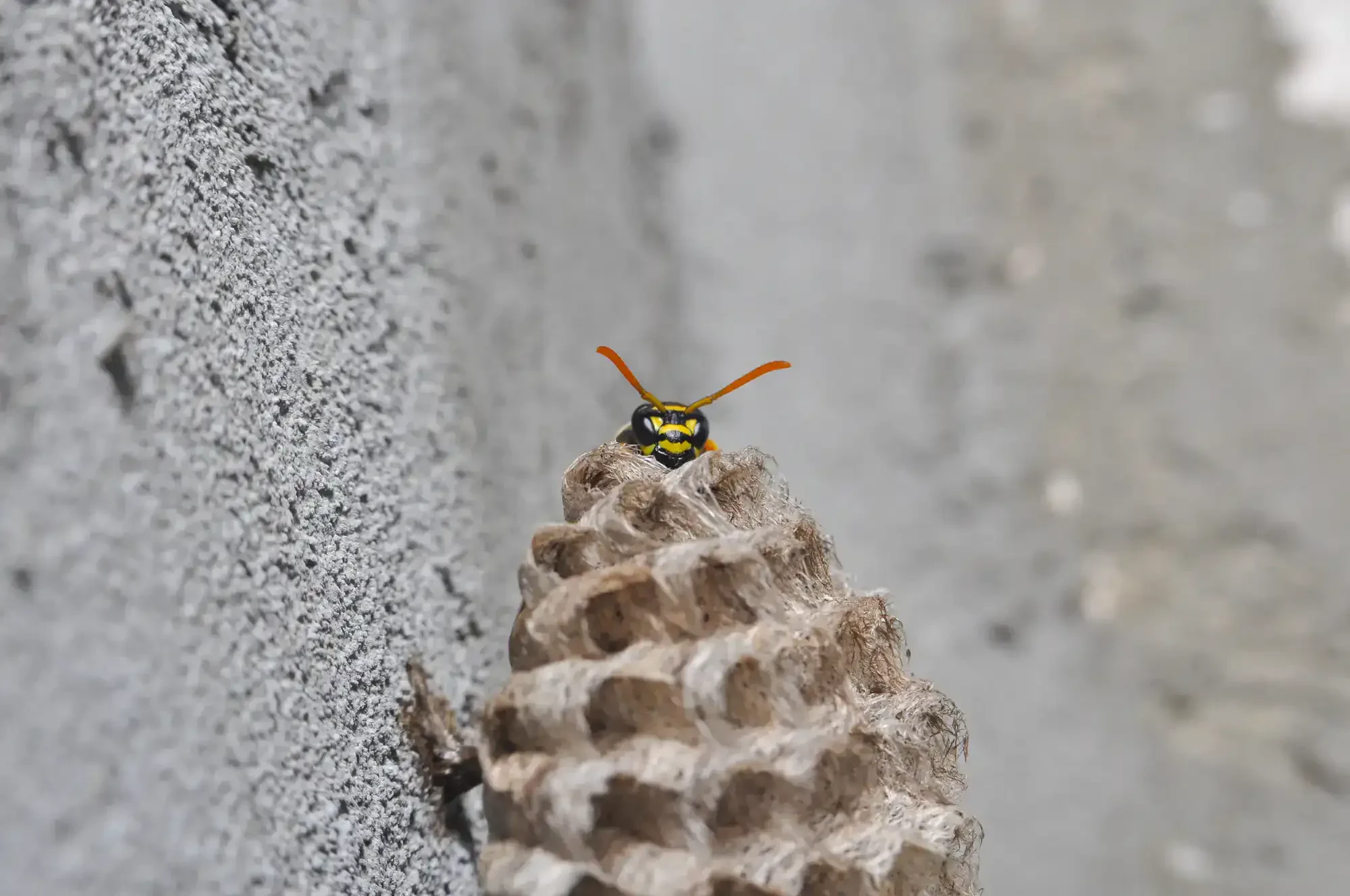 Hornet Nest Closeup Michigan Genesee County Michigan