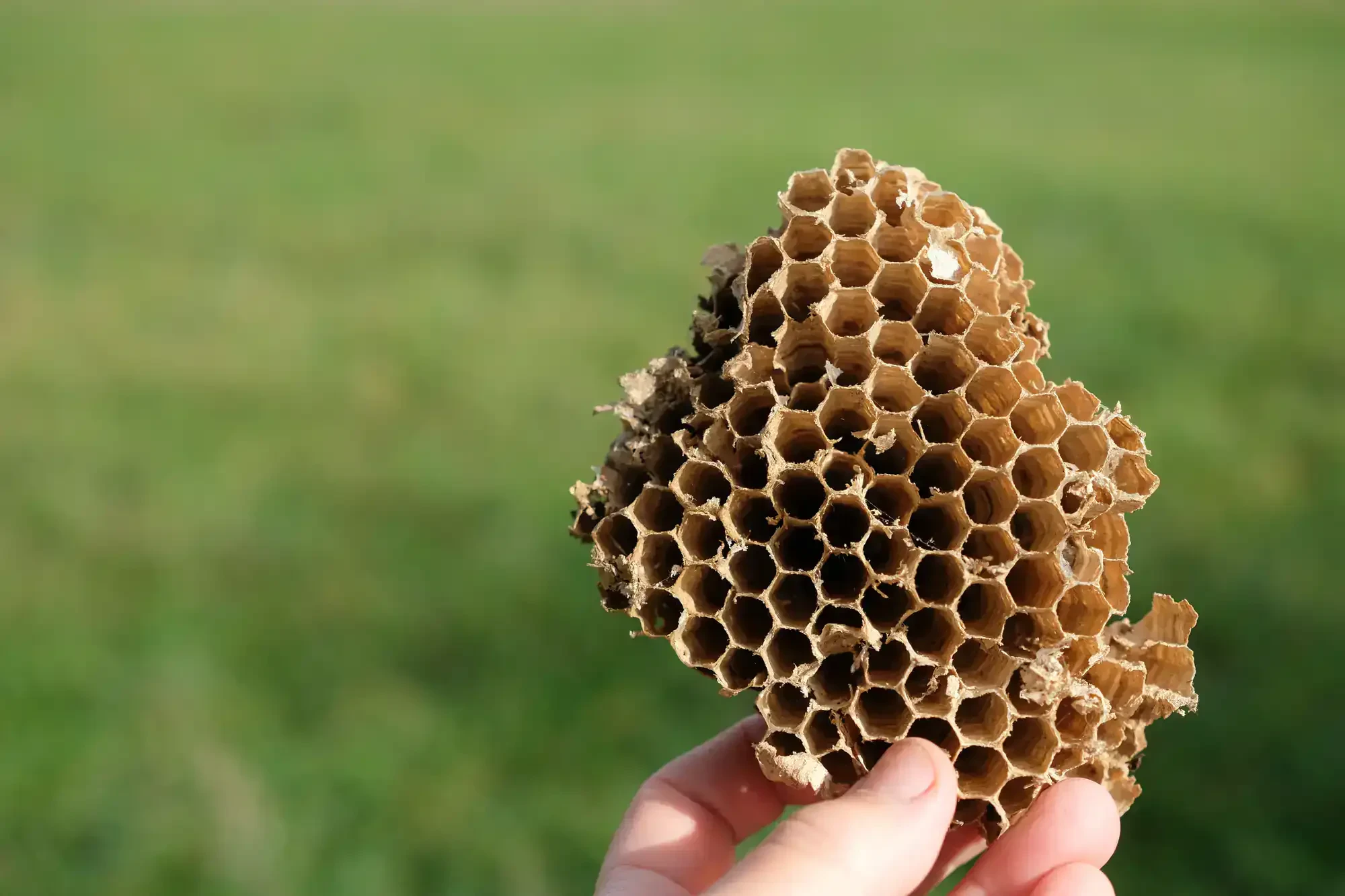 Hornet Nest Hand Outdoors Genesee County Michigan