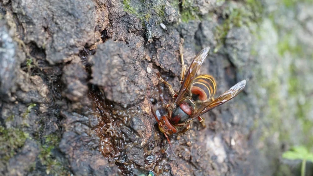 Hornet On Tree Bark Genesee County Michigan