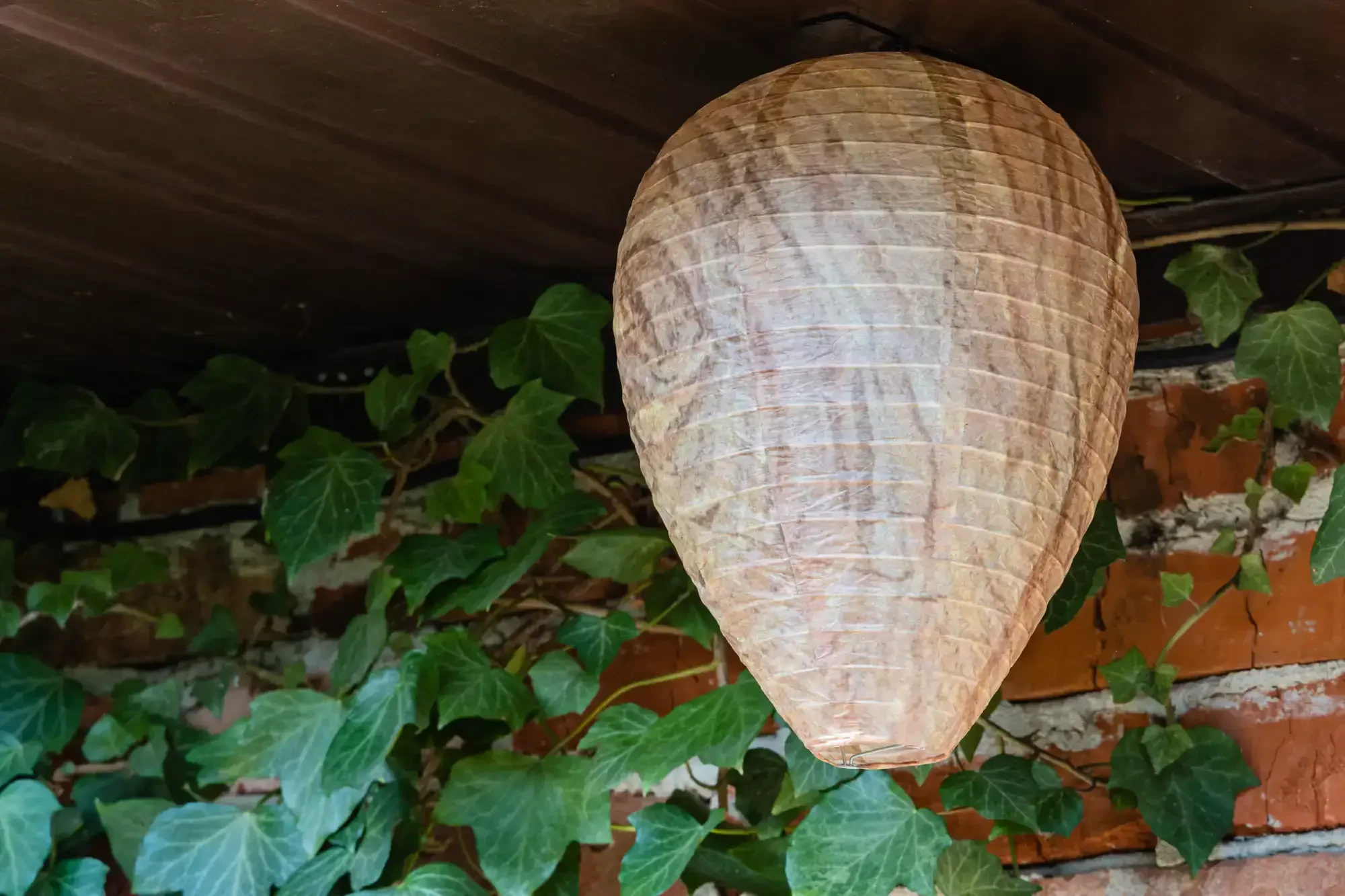 Large Wasp Nest Eaves Genesee County Michigan