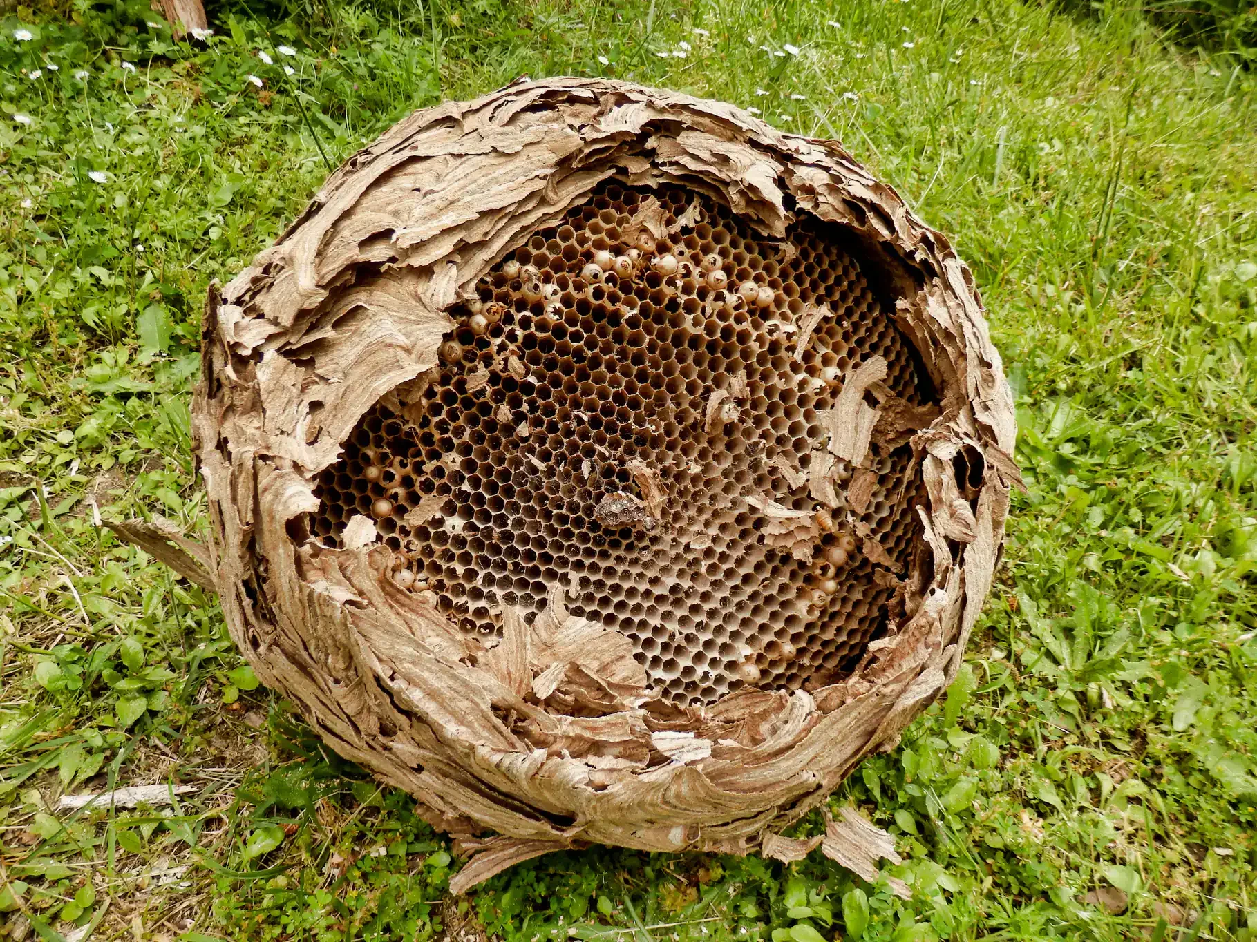 Wasp Nest Ground Closeup Genesee County Michigan