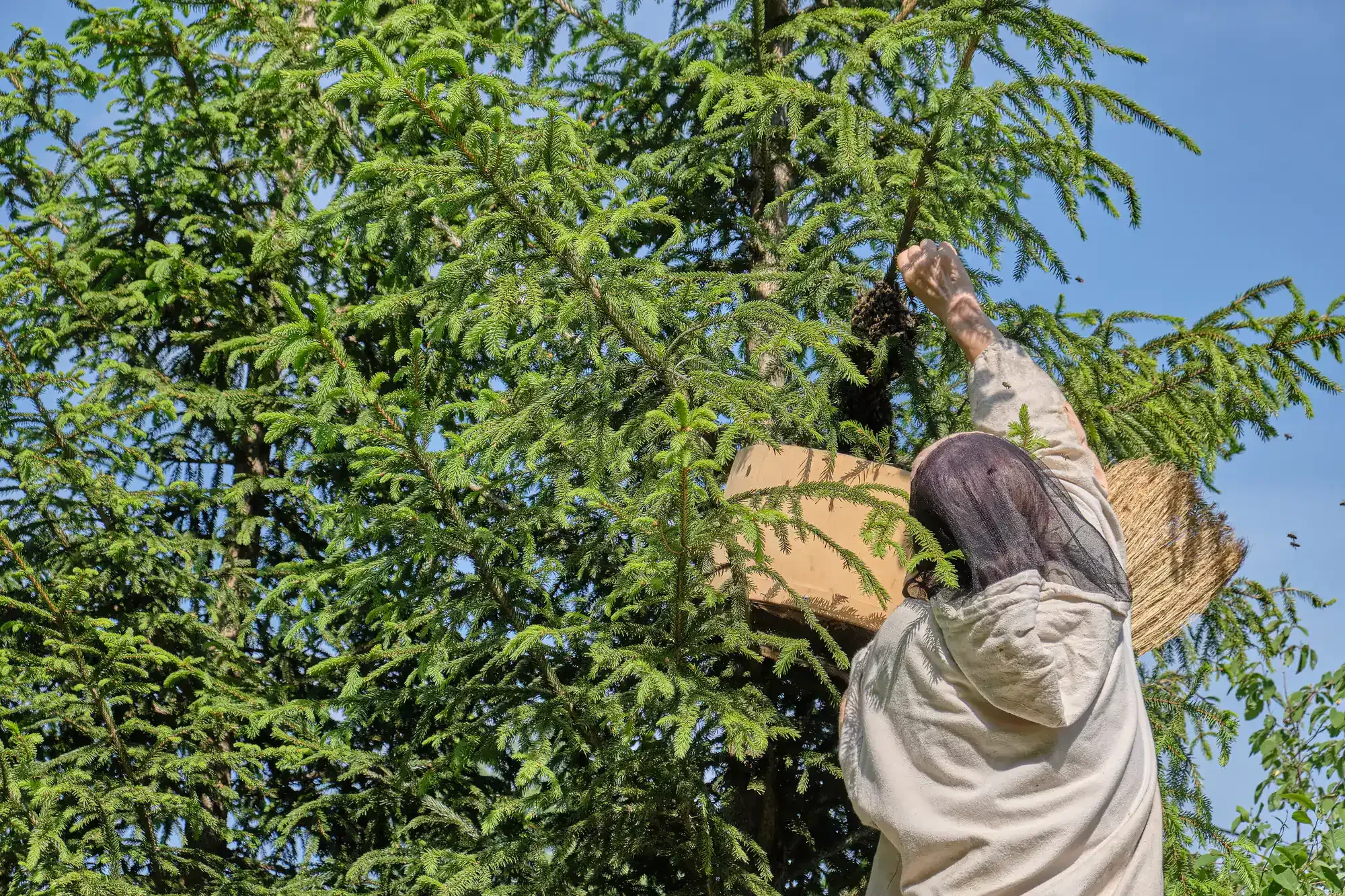 Wasp Nest Removal Tree Genesee County Michigan