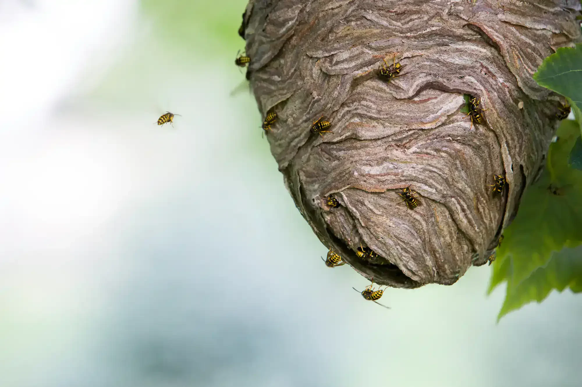 Yellow Jacket Nest Closeup Genesee County Michigan
