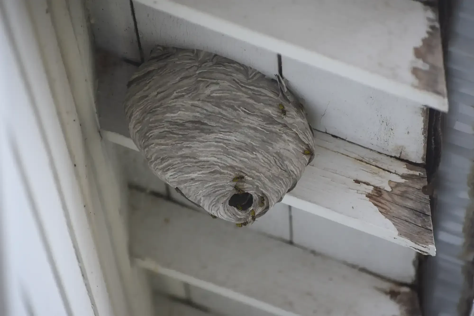 Yellow Jacket Nest Eaves Genesee County Michigan