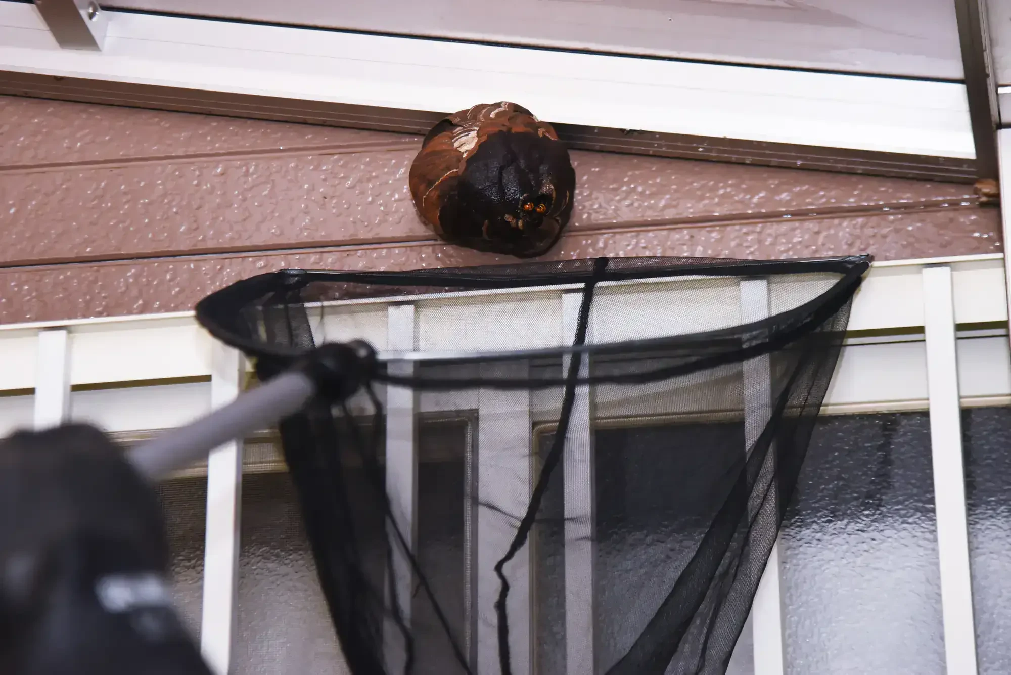 Yellowjacket Nest Capture Action Genesee County Michigan