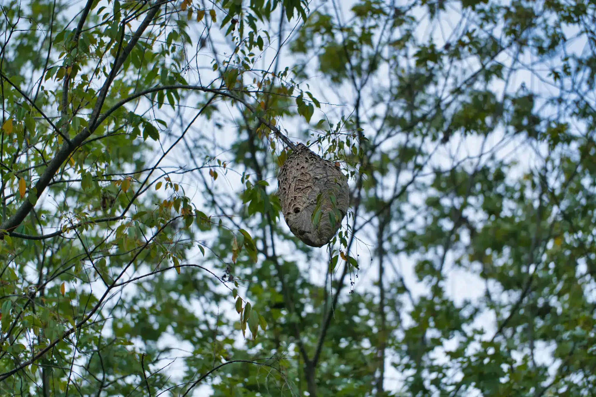 Yellowjacket Nest In Tree Genesee County Michigan