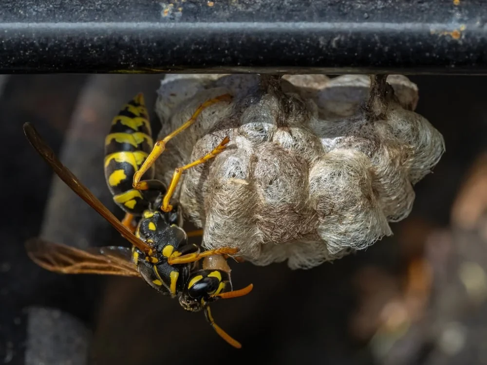 Yellowjacket Wasp Building Nest Genesee County Michigan