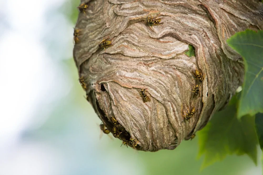 Yellowjackets Paper Nest Genesee County Michigan