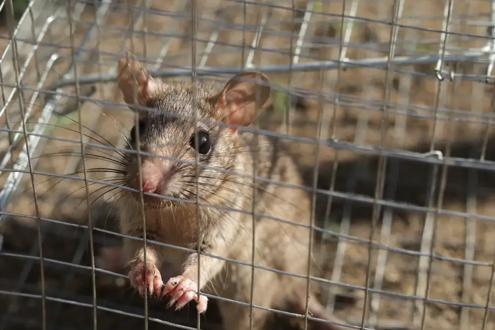 Close-up of a rodent trap cage, showcasing the design and functionality, placed for pest control in Genesee County, Michigan, by First Choice Pest Control